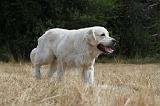 GOLDEN RETRIEVER 718